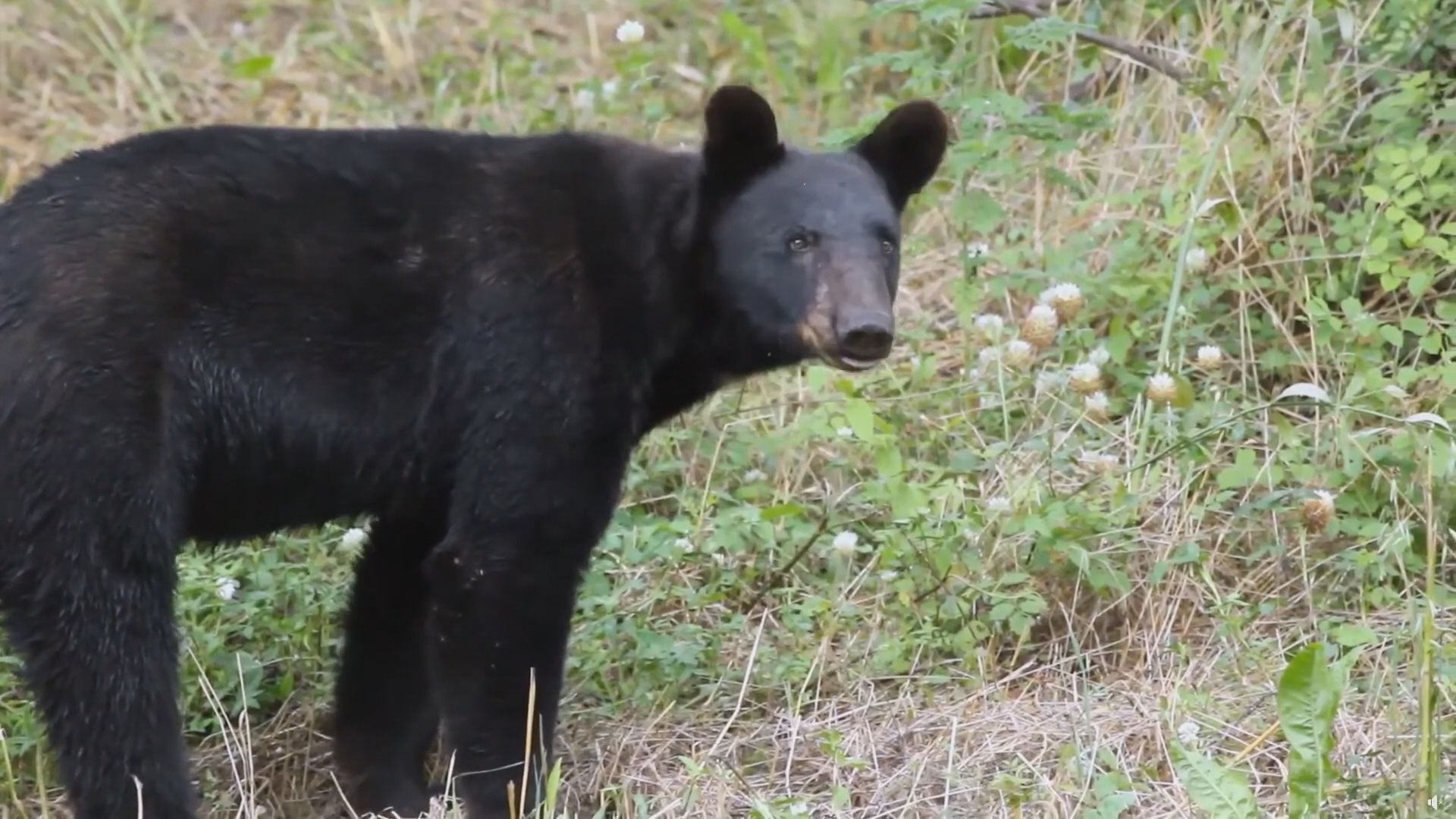 Gov. Landry & Secretary Sheahan announce LDWF partnership for black bear hunting
